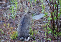 Lepus arcticus